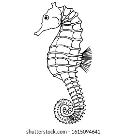 Vector hand drawn illustration of black line seahorse isolated on white backgroud