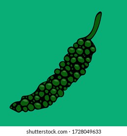 Vector hand drawn illustration of black pepper. Sketch of farm and garden spicy vegetable. Isolated icon on green background. Harvesting season element