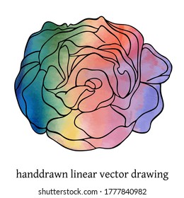 Vector hand drawn illustration of blooming black outline rose with rainbow watercolor filling isolated on the white background. 