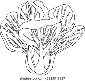 Vector hand drawn illustration of  bok choy. Pak choi in line style. Chinese cabbage, for Asian cuisine