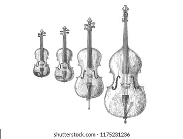 Vector hand drawn illustration of Bowed string instruments in vintage engraved style. Violin, Viola, Violoncello (Cello) and Contrabass (Double bass)