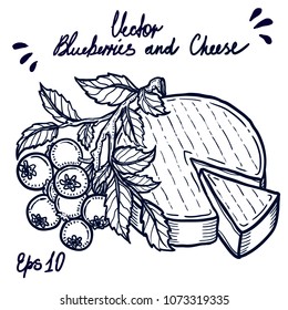 Vector hand drawn illustration of the branch of engraved style blueberries and cheese on a white background.