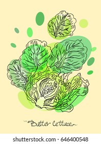 Vector hand drawn illustration with butter lettuce.