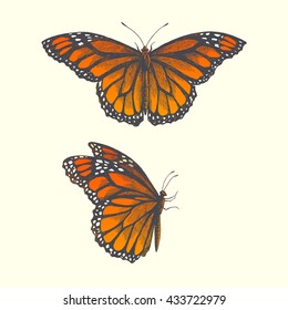 vector hand drawn illustration of butterflies with open and folded wings