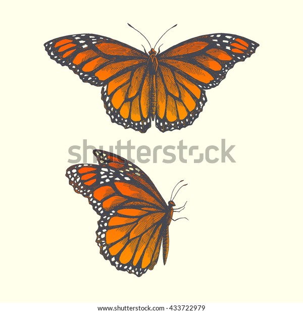 開いた羽と折りたたまれた蝶のベクター手描きのイラスト のベクター画像素材 ロイヤリティフリー