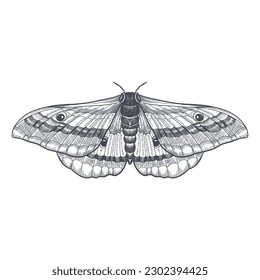 vector hand drawn illustration of butterfly. sketch