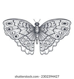 ilustración de la mariposa dibujada a mano vectorial. bosquejo