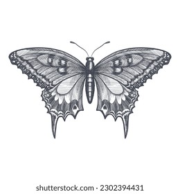 ilustración de la mariposa dibujada a mano vectorial. bosquejo