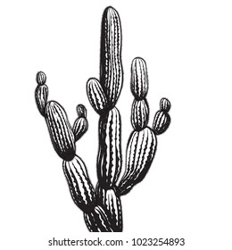 Vector hand drawn illustration with cactus, engraving style. 