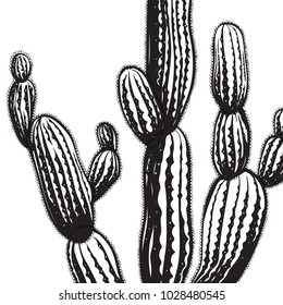 Vector hand drawn illustration with cactus, engraving style. 