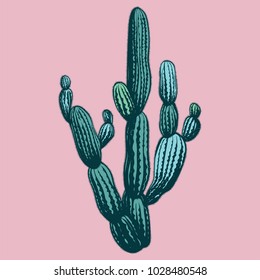 Vector hand drawn illustration with cactus, engraving style. 
