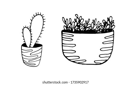 Vector hand drawn illustration of cactus and herbs. Green houseplant in the pot. Home interior decoration. Gardening plant