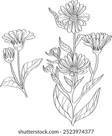 Vector hand drawn illustration of Calendula. Garden flowers, leaves, branches and blooming. Trendy botanical element. Sketch cosmetic line art herbs. Fragrances, flavors.