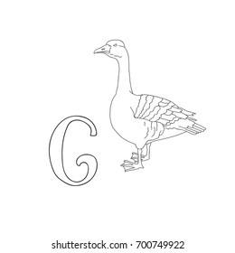 Vector hand drawn illustration capital letter G on alphabet card. Black and white realistic goose isolated. Kids ABC, school education. Coloring page for children.
