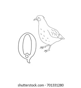 Vector hand drawn illustration capital letter Q on alphabet card. Black and white realistic quail isolated. Kids ABC, school education. Coloring page for children.