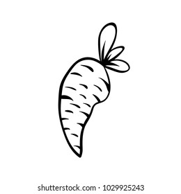 Vector hand drawn illustration of a carrot. Outline doodle icon. Food sketch for print, web, mobile and infographics. Isolated on white background element.
