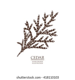 Vector hand drawn illustration of Cedar - Cedrus tree.  Coniferous evergreen tree vintage sketch. Perfumery and cosmetics materials.