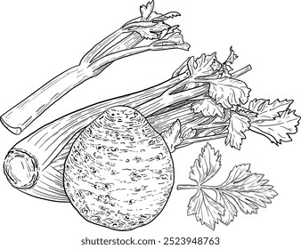 Ilustração de Celery desenhada à mão em vetor. Ervas aromáticas e especiarias. Elemento botânico moderno. Esboço ervas cosméticas. Arte em linha culinária.