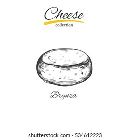 Vector hand drawn  illustration of cheese .Isolated on white