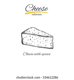 Vector hand drawn  illustration of cheese .Isolated on white