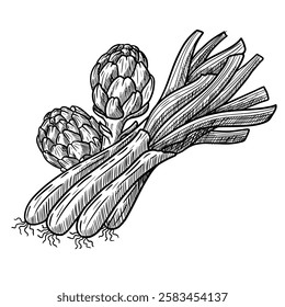 Vector hand drawn illustration of calçots, chives, typical Catalan food, Spanish food, with artichokes