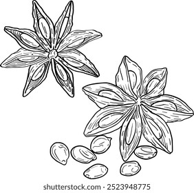 Vector hand drawn illustration of Cinnamon, star anis. Herbs and spices. Trendy botanical element. Sketch cosmetic herbs. Culinary line art.