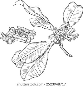 Vector dibujado a mano ilustración de clavo. Hierbas y especias. Elemento botánico de moda. Dibuja hierbas cosméticas. Arte de línea culinaria.