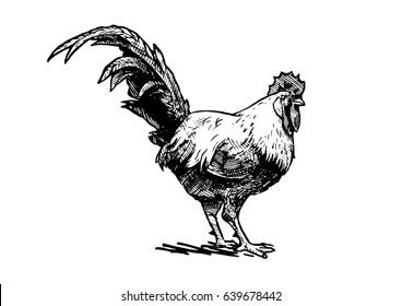 Vector hand drawn illustration of cock in vintage engraved style. Black and white, isolated on white. 