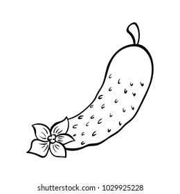 Vector hand drawn illustration of a cucumber. Outline doodle icon. Food sketch for print, web, mobile and infographics. Isolated on white background element.