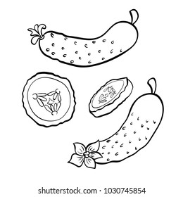 Vector hand drawn illustration of cucumber. Outline doodle icon. Food sketch for print, web, mobile and infographics. Isolated on white background element. Set