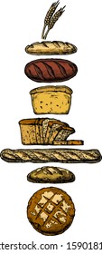 Vector hand drawn illustration of different breads: wheat germ, long loaf, pan loaf (sliced), baguette and boule. isolated on white.