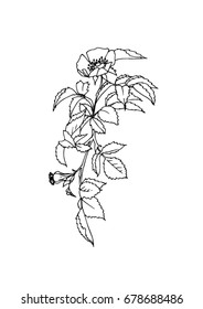 Vector hand drawn illustration of dog rose, can be used for covers,patterns,textiles and any creative design