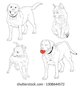 Vector hand drawn illustration of dogs of different breeds and cat