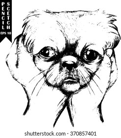 Vector hand drawn illustration of a dog's head