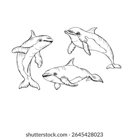 Vector dibujado a mano ilustración de delfines. Estilo de grabado detallado del boceto