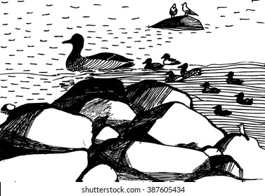 Vector hand drawn illustration with ducks in the lake. Black and white ink sketch. White background. Ducks and seagulls