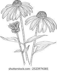 Vector hand drawn illustration of Echinacea flowers. Garden flowers, leaves and blooming. Trendy botanical element. Sketch cosmetic line art herbs. Fragrances, flavors.