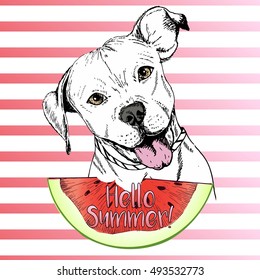 Vector hand drawn illustration of english pitbull dog eating the watermelon slice. Hello summer. Isolated on pink strips. fresh fashion vibrant summer poster.