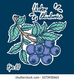 Vector hand drawn illustration of engraved style branch of  blueberries. Could be used both on light or dark background.