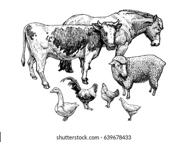 Vector hand drawn illustration of farm animals in vintage engraved style. Draft horse, cattle, sheep, goose, cock and hen.