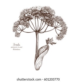Vector hand drawn illustration of  Ferula (Galbanum). Aromatic and medicinal plant sketch. Perfumery and cosmetics ingredients.