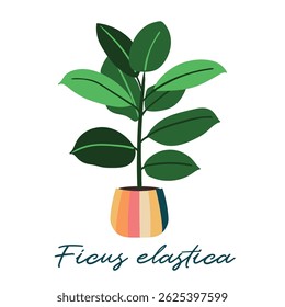 Vector hand drawn illustration of ficus elastica in colorful pot on whie background