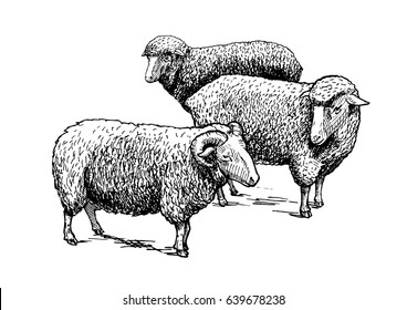 Vector hand drawn illustration of flock of sheep in vintage engraved style. Black and white, isolated on white. 