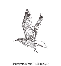 Vector hand drawn illustration of flying seagull. Gull isolated on white.