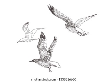 Vector hand drawn illustration of flying seagulls in sketch style. Flock of gulls.