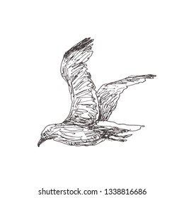 Vector hand drawn illustration of flying seagull. Gull isolated on white.