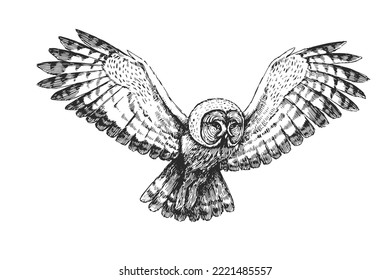 Vector hand drawn illustration with flying Great Gray Owl isolated on white. Sketch with wild bird in engraving style.