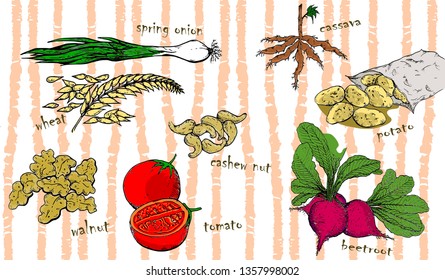 Vector hand drawn illustration of food source for food industry purpose, or any use.