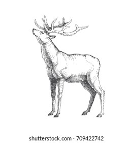 Vector hand drawn illustration with forest deer isolated on white. Wild animal in sketch style