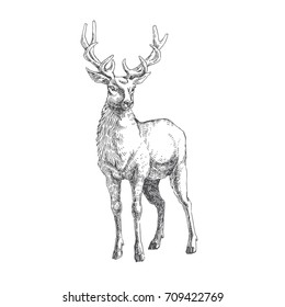 Vector hand drawn illustration with forest deer isolated on white. Wild animal in sketch style